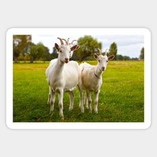 Three domestic goats on green pasture Sticker